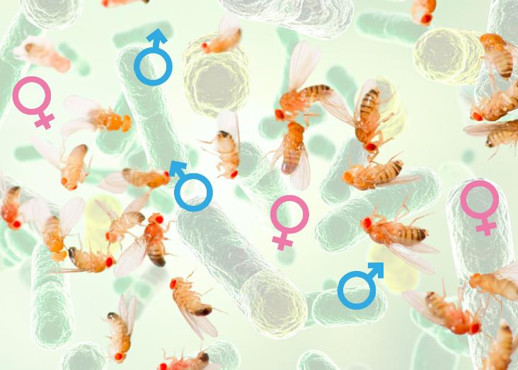 Infectious disease in a sexual world