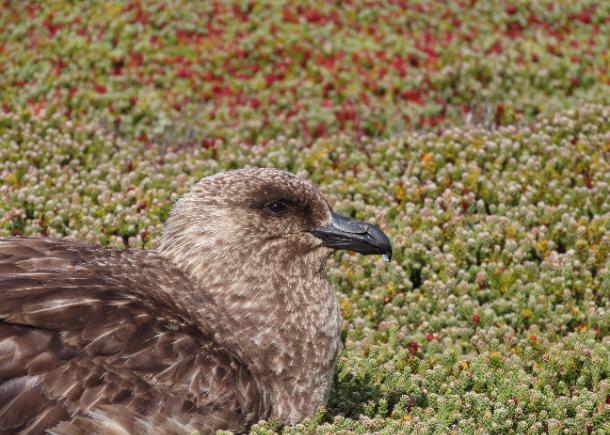CE3C researchers reveal contrasting trends in the two largest colonies of the Falkland brown skua