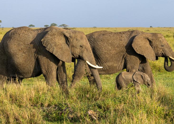 Demographic recovery speed can impact genetic diversity for savanna elephant populations