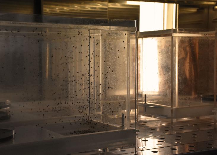 The role of mating systems on the adaptive response of Drosophila to warming The role of mating systems on the adaptive response of Drosophila to warming