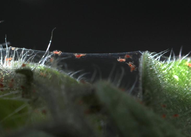Using spider mites to assess the demographic and evolutionary consequences of trophic and sexual interactions
