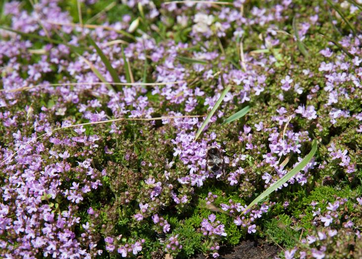 Study of the diversity of terpene specialized metabolism in Thymus caespititius