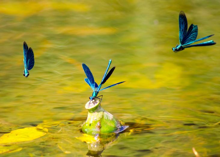 Macroinvertebrates as ecological indicators of freshwaters functioning and its drivers through Europe