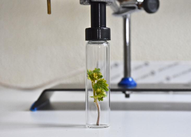 Plant Biotechnology group @ CE3C. An overview Plant Biotechnology group @ CE3C. An overview