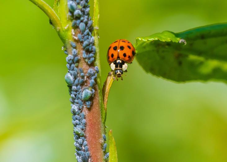 Ecosystem services provided by natural enemies