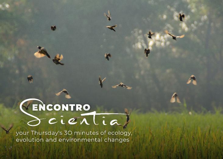 Biodiversity conservation and food security: Birds and bats as rice pest suppressors in West Africa