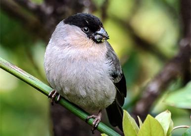 Biodiversity, Genetics & Evolution