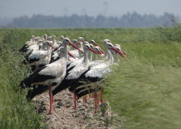 Conflito ou Coexistência? Novo estudo avalia a perceção dos agricultores sobre as aves aquáticas em Portugal