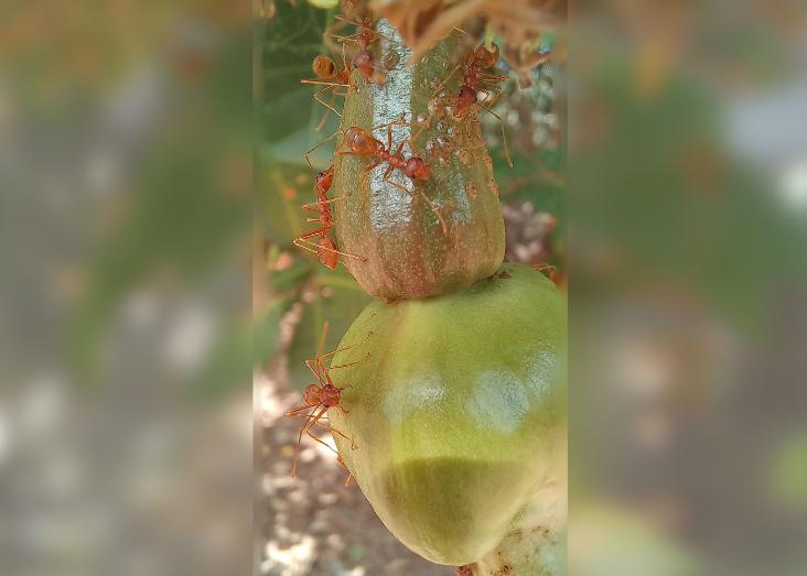 Anacardiaceae agroecosystems in Guinea-Bissau: characterization of entomofauna and implications to sustainable production