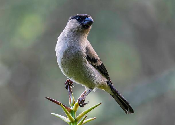 Da quase extinção ao código da vida: CE3C revela o genoma de uma das aves mais raras dos Açores