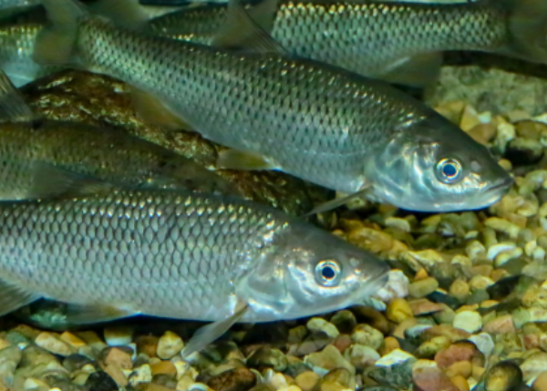 Genomic impacts of hybridization: what have we learned so far from models and data from Iberian chubs?