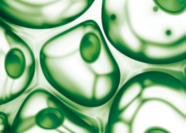 Experimentally evolving cellular miniaturization