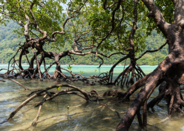 Impacts of Extreme Climate Events on Mangrove Ecosystems in East Africa: A Systematic Review and Socio-Ecological Resilience Framework