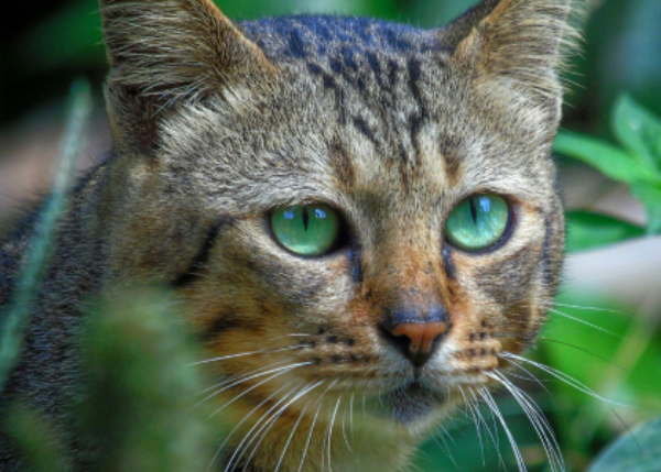 What Is Mr. Whiskers Up To? Uncovering the Ecological Impacts of Domestic Cats on an Oceanic Island