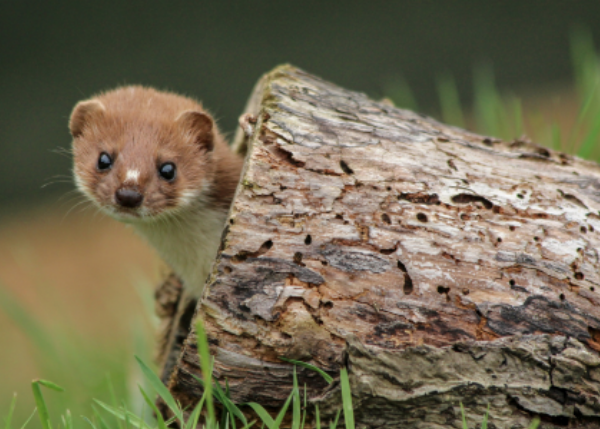 Navigating between Occupancy and Interactions in Species Distribution Models for Iberian Carnivores