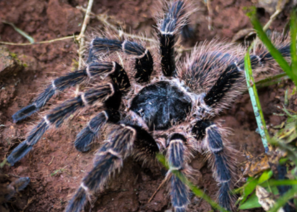 A Tangled Web: Spiders, Trade, and Conservation