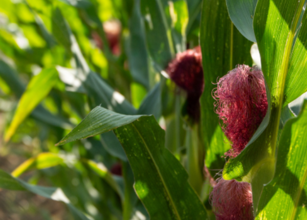 From experimental evolution to agroecology: exploring the impacts of multiple stressors and involving multiple actors 