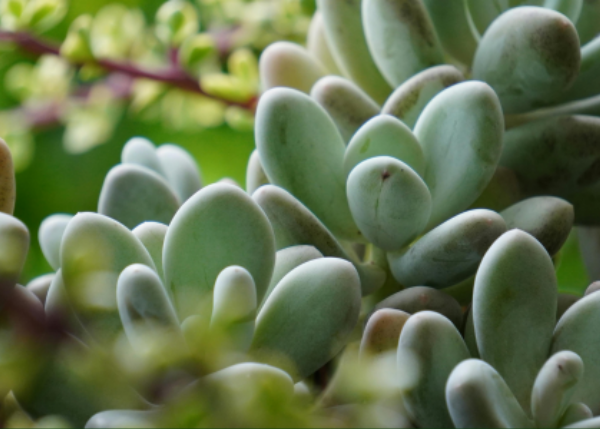 From growth potential to drought survival: a trait- and time-based framework for plant water economics across vascular species