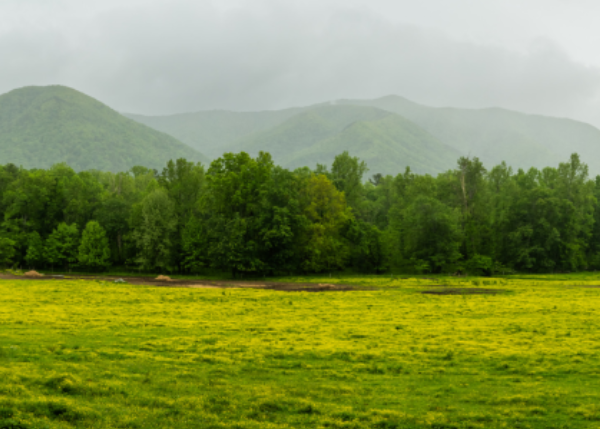 Facets of resilience: investigating ecosystem responses to environmental change