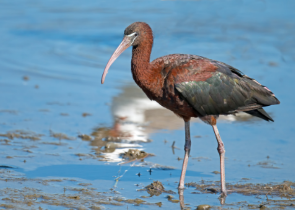 Connecting wetlands: movements, habitat use and seasonal activity of an expanding Glossy Ibis population