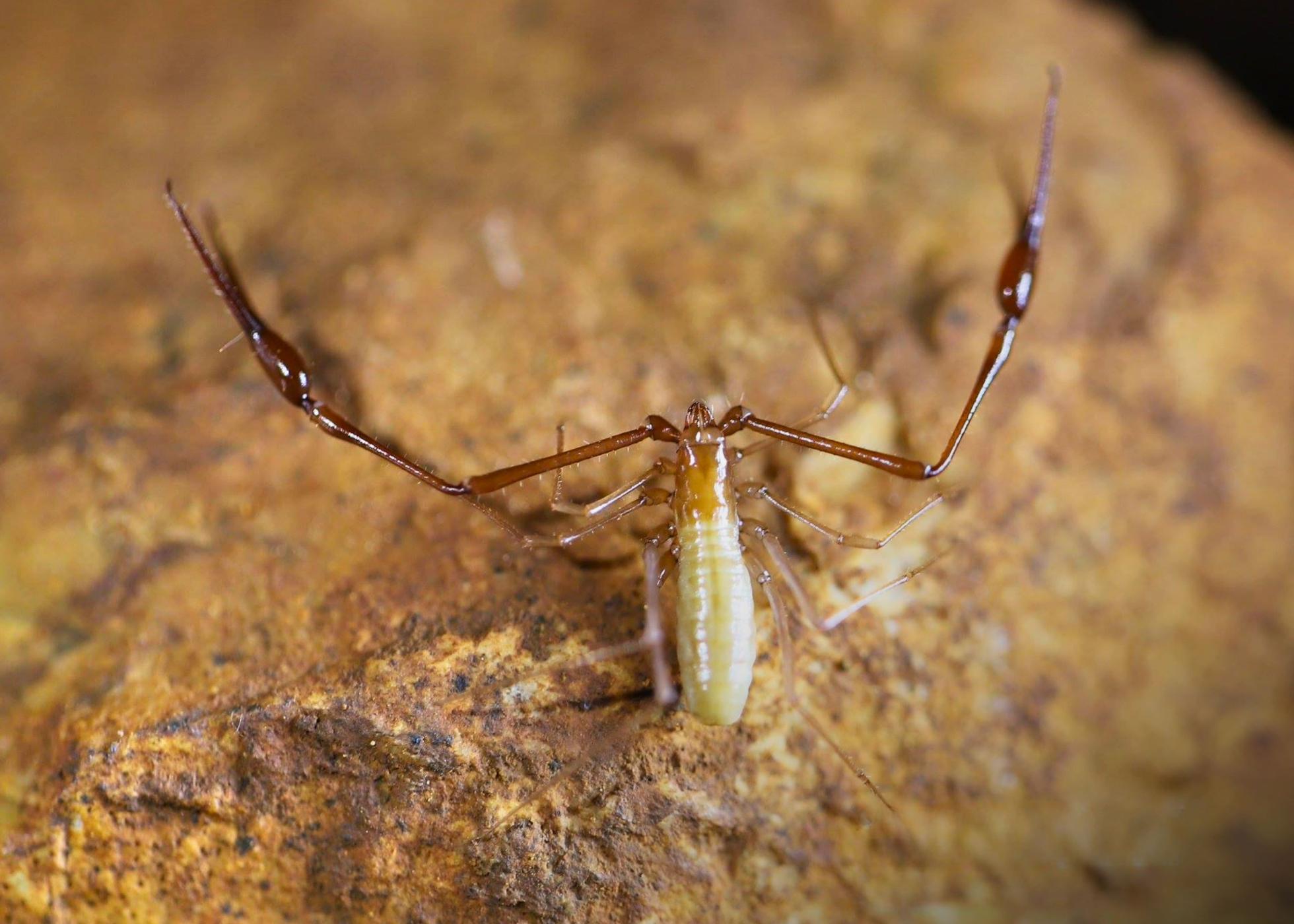 CE3C e CIÊNCIAS lançam Cátedra pioneira dedicada à sustentabilidade de ecossistemas subterrâneos