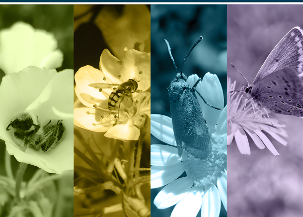 Aprovado Plano Nacional para travar o declínio dos polinizadores