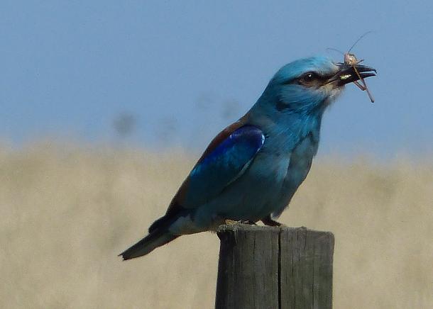 European roller: Endangered species is growing in numbers but losing territory, study finds
