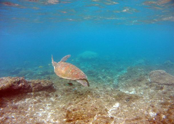 Ecological Connectivity & Conservation