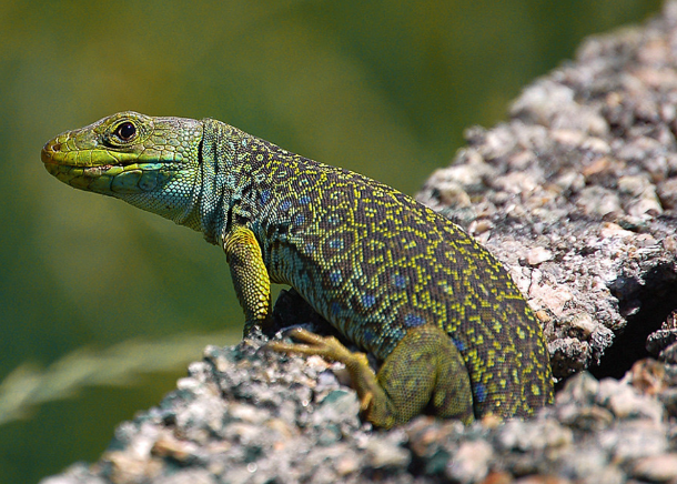 CE3C e a nova Estratégia Nacional de Conservação da Natureza e Biodiversidade 2030