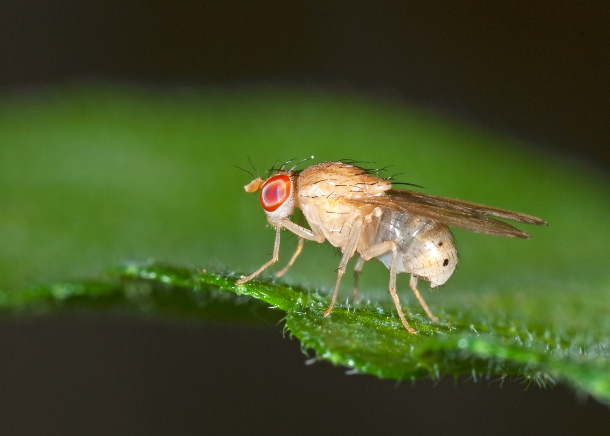 New model in flies helps to study a gene linked to neurological disorders