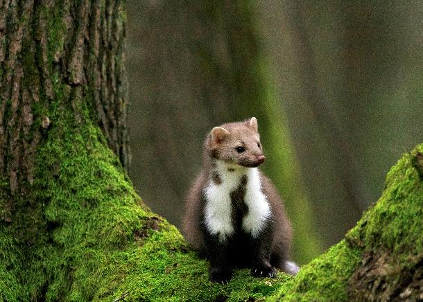 Integrative Wildlife Ecology and Conservation