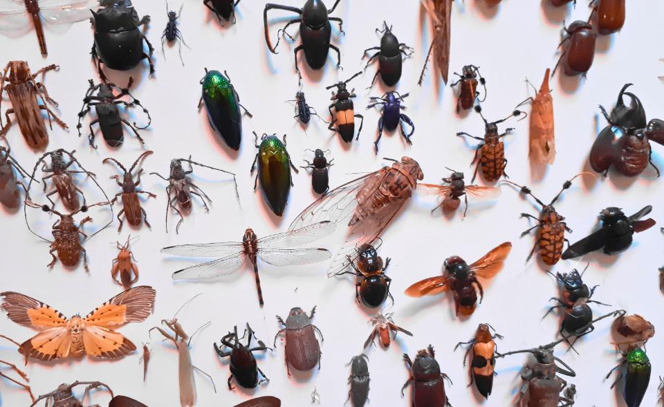 AC Entomology 2025/2026 AC Entomology 2025/2026