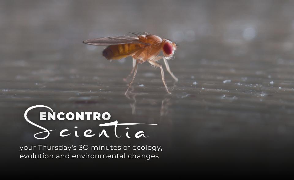ES - Alisson Gontijo Drosophila