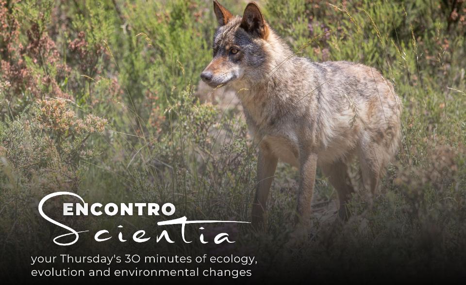 ES - Letícia Duarte iberian wolf