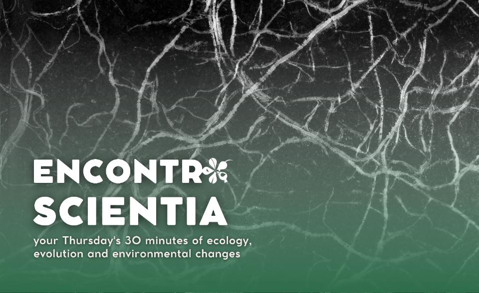ES - Teresa Dias mycorrhiza