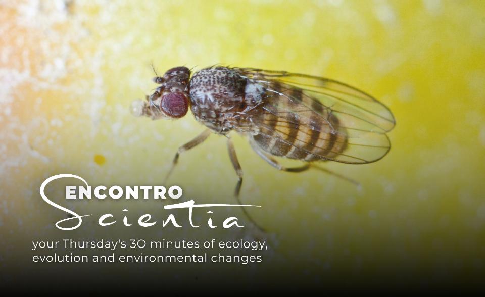 Drosophila