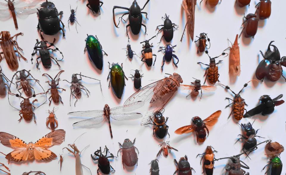 Advanced Course Entomology 2025 Advanced Course Entomology 2025